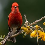 'Apapane calling by Charles Bergman, Shutterstock