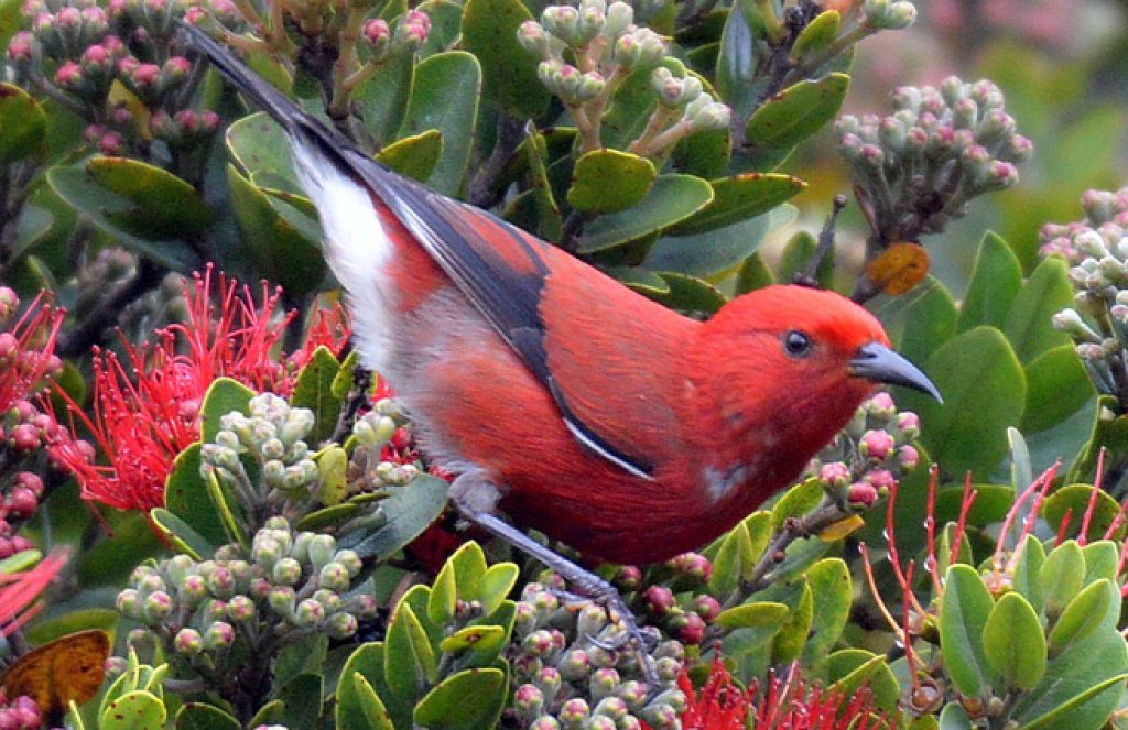 'Apapane By Daniel Murphy, Macaulay Library at the Cornell Lab of Ornithology