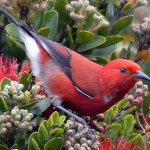 'Apapane By Daniel Murphy, Macaulay Library at the Cornell Lab of Ornithology
