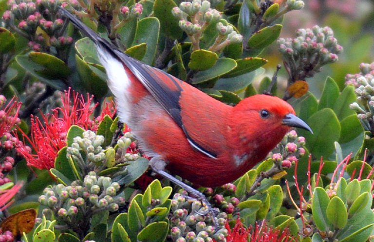 'Apapane By Daniel Murphy, Macaulay Library at the Cornell Lab of Ornithology