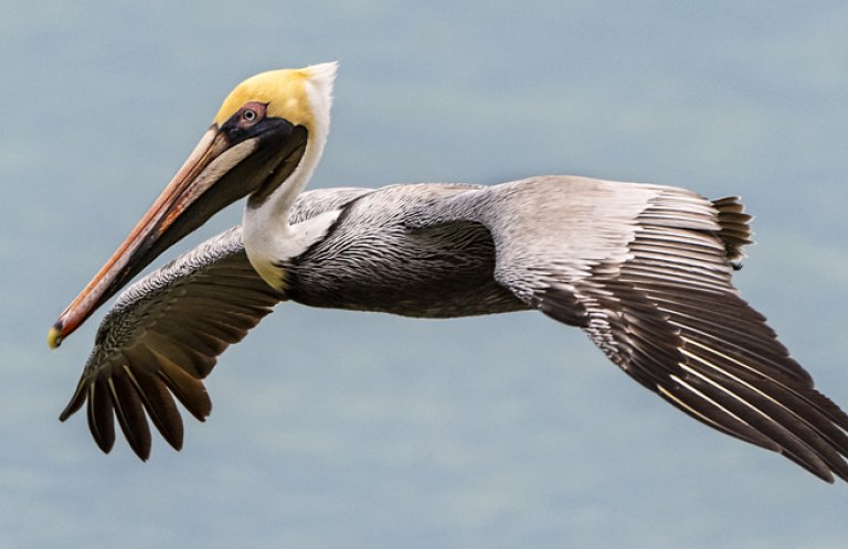 Brown Pelican by Owen Deutsch Photography, owendeutsch.com