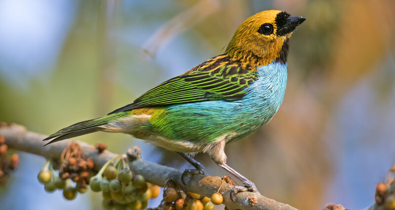 Gilt-edged Tanager - American Bird Conservancy