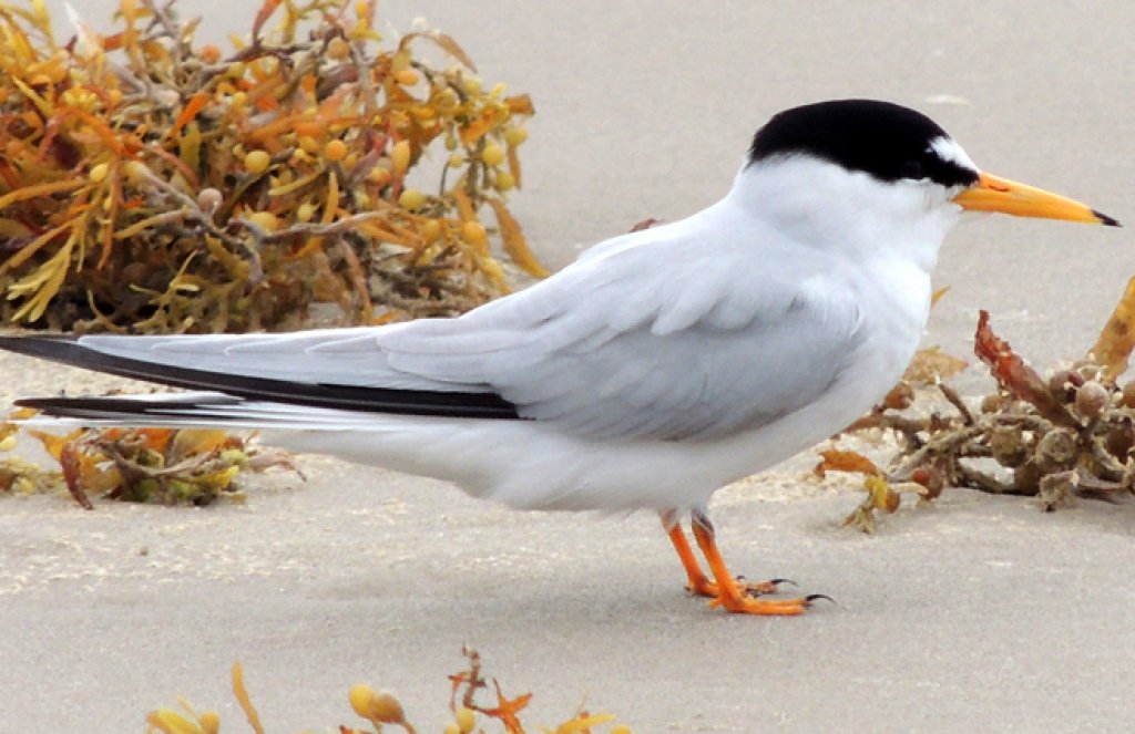 Least Tern by Dan Casey