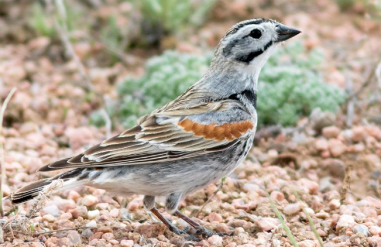 Thick-billed Longspur by Frode Jacobsen, Shutterstock