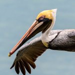 Brown Pelican by Owen Deutsch Photography, owendeutsch.com