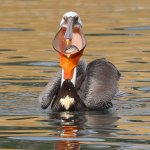 Brown Pelican feeding by Jill Casperson, Macaulay Library at the Cornell Lab of Ornithology