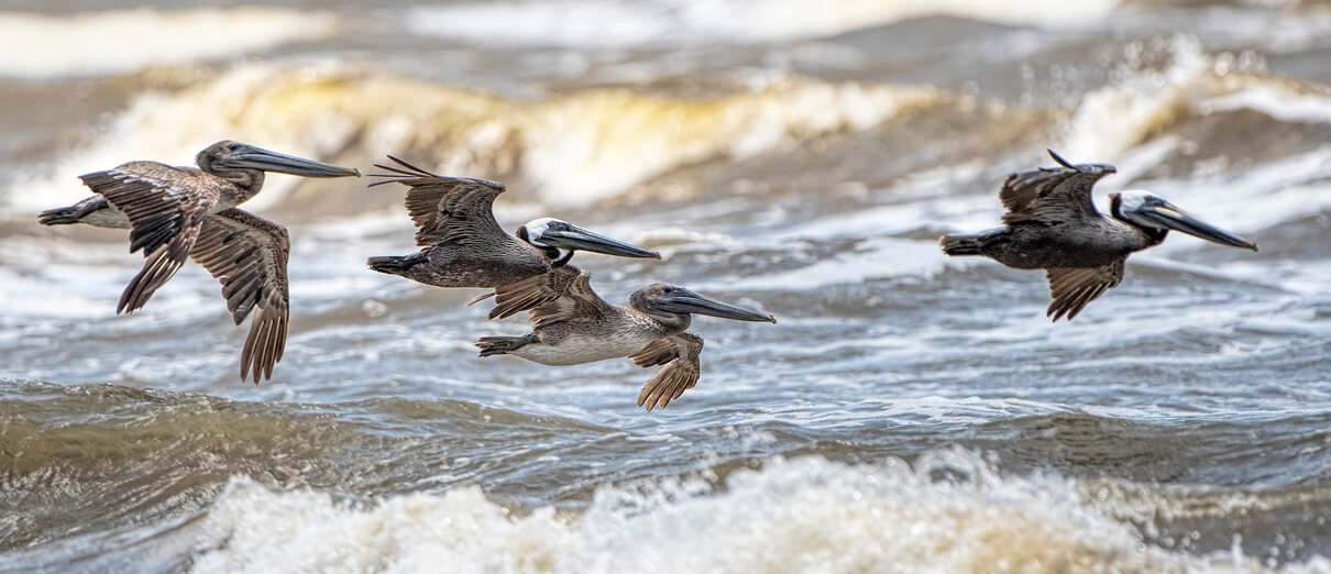 Brown Pelicans in flight over the Gulf of Mexico. Photo by Bonnie Taylor Barry, Shutterstock.