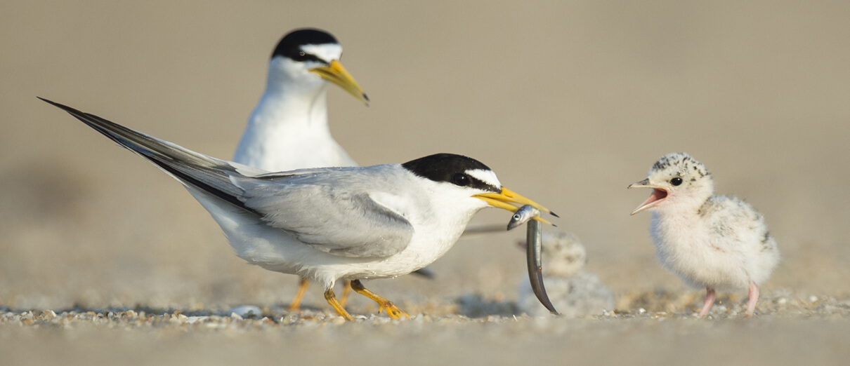 Least Tern pair feeding chick. Photo by Ray Hennessy, Shutterstock