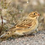 Thick-billed Longspur in non-breeding plumage by Reed Corner, Macaulay Library at the Cornell Lab of Ornithology