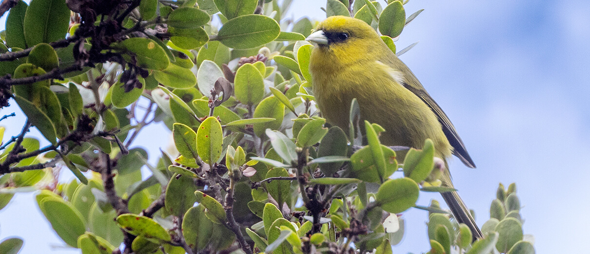 'Akeke'e by Zak Pohlen, Macaulay Library at the Cornell Lab of Ornithology