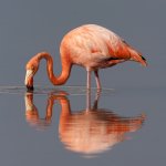 American Flamingo feeding, Floreana Island, Galapagos. Photo @Michael-Stubblefield.