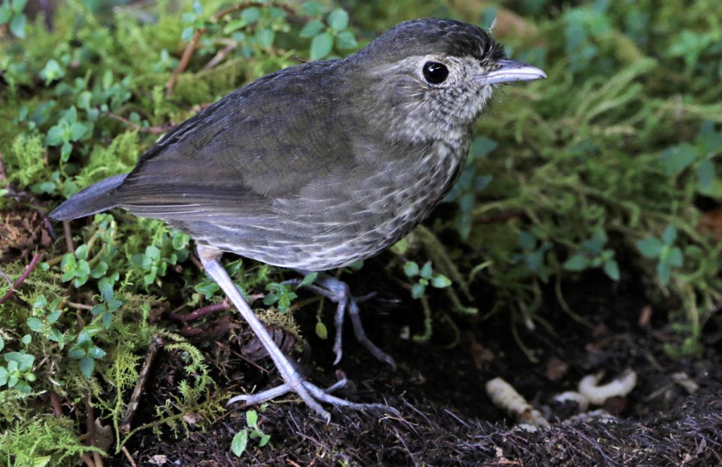 Cundinamarca Antpitta by Daniel J. Lebbin