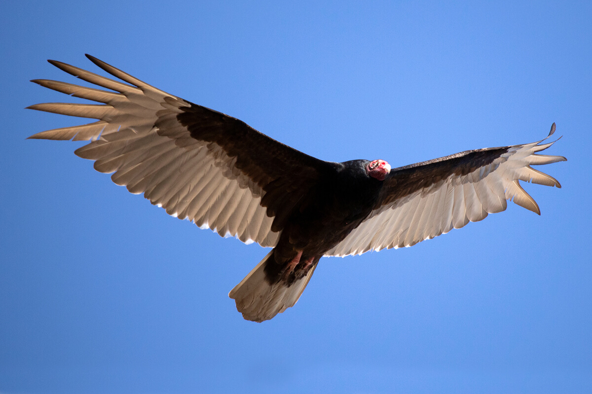 Vulture Culture: The Ups and Downs of the Turkey Vulture - Bolsa Chica Land