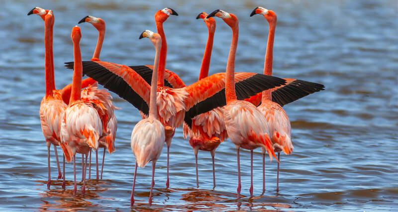 Flamingo Turns 75
