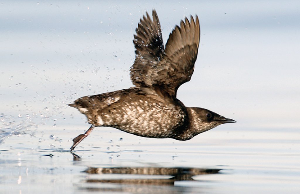 Marbled Murrelet by Mike Danzenbaker