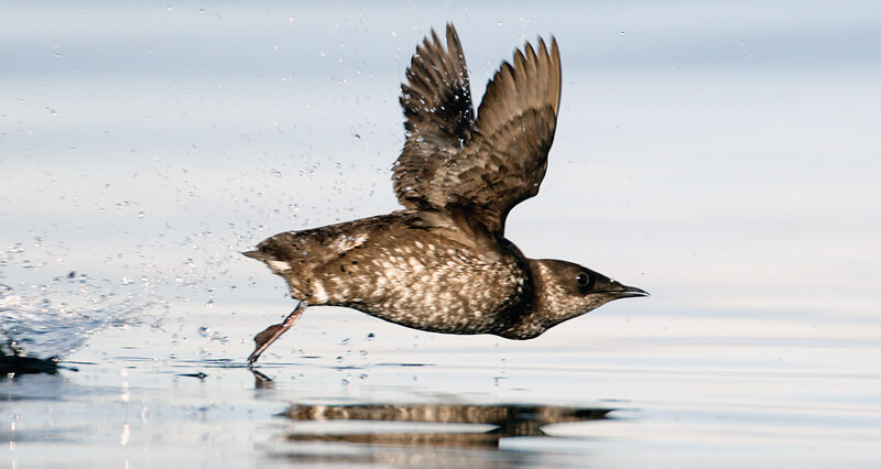 What is the future of Washington state's forests? Endangered marbled  murrelet seabird caught in fight