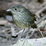 Cundinamarca Antpitta by Peter Kaestner