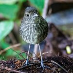 Cundinamarca Antpitta by Kurt Gaskill, Macaulay Library at the Cornell Lab of Ornithology