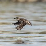 Marbled Murrelet in flight. Photo by Deborah Freeman