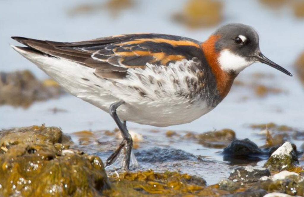 Red-necked Phalarope by Darren Clark, Macaulay Library at the Cornell Lab of Ornithology