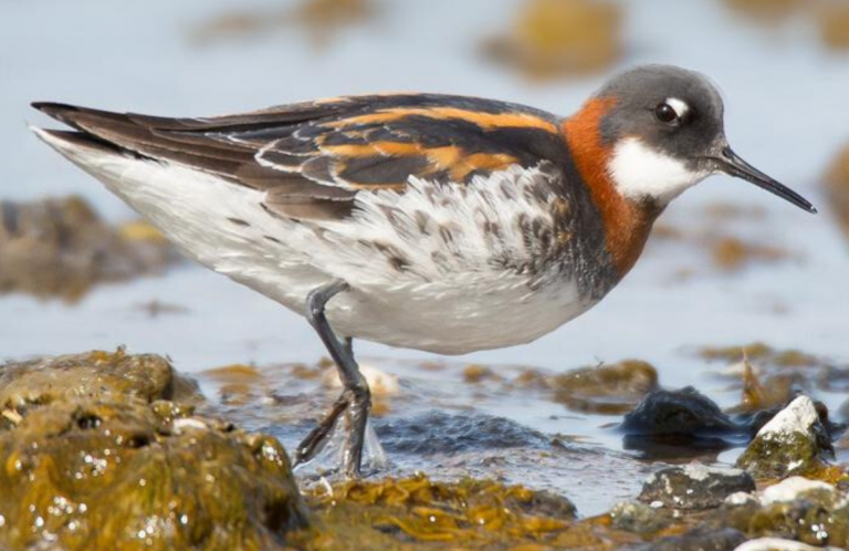 Red-necked Phalarope by Darren Clark, Macaulay Library at the Cornell Lab of Ornithology