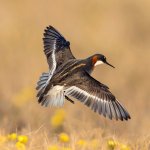 Red-necked Phalarope by MTKhaled mahmud, Shutterstock