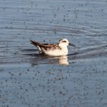 Red-necked Phalarope feeding on brine flies. Photo by Michael J. Parr.