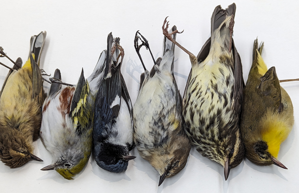 New Study Confirms Building Collisions Kill Over One Billion Birds ...