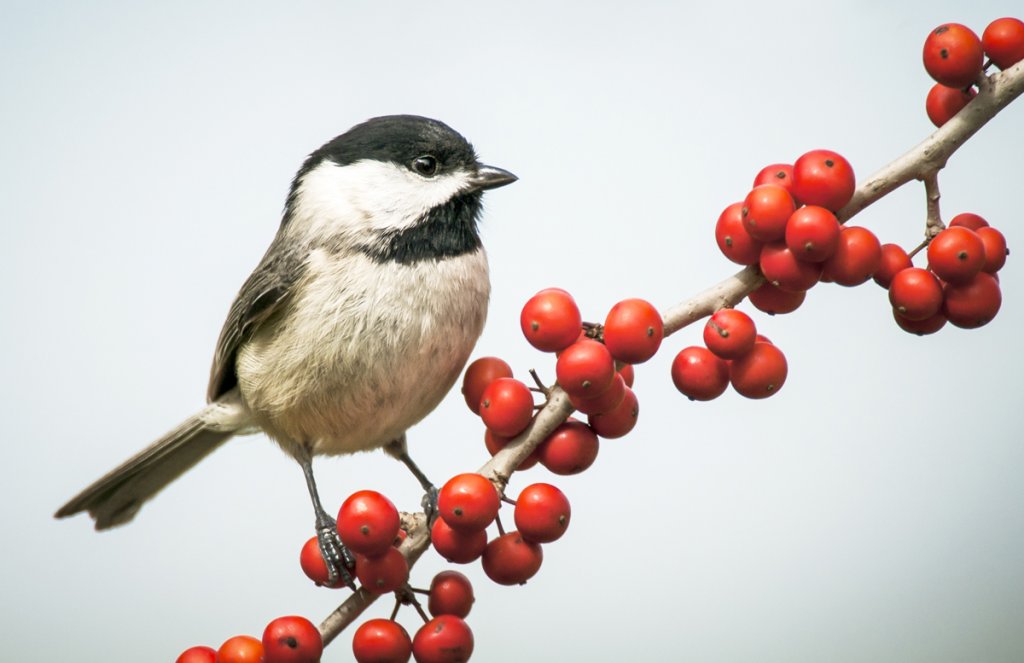 Carolina Chickadee by Connie Barr, Shutterstock