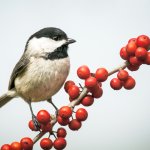 Carolina Chickadee by Connie Barr, Shutterstock