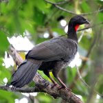 Baudo Guan by Jonathan Slifkin, Macaulay Library at the Cornell Lab of Ornithology