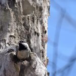 Carolina Chickadee in nest cavity by lwolfartist, CC BY 2.0_U