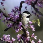 Carolina Chickadee in redbud by Alison Davies, Macaulay Library at the Cornell Lab of Ornithology