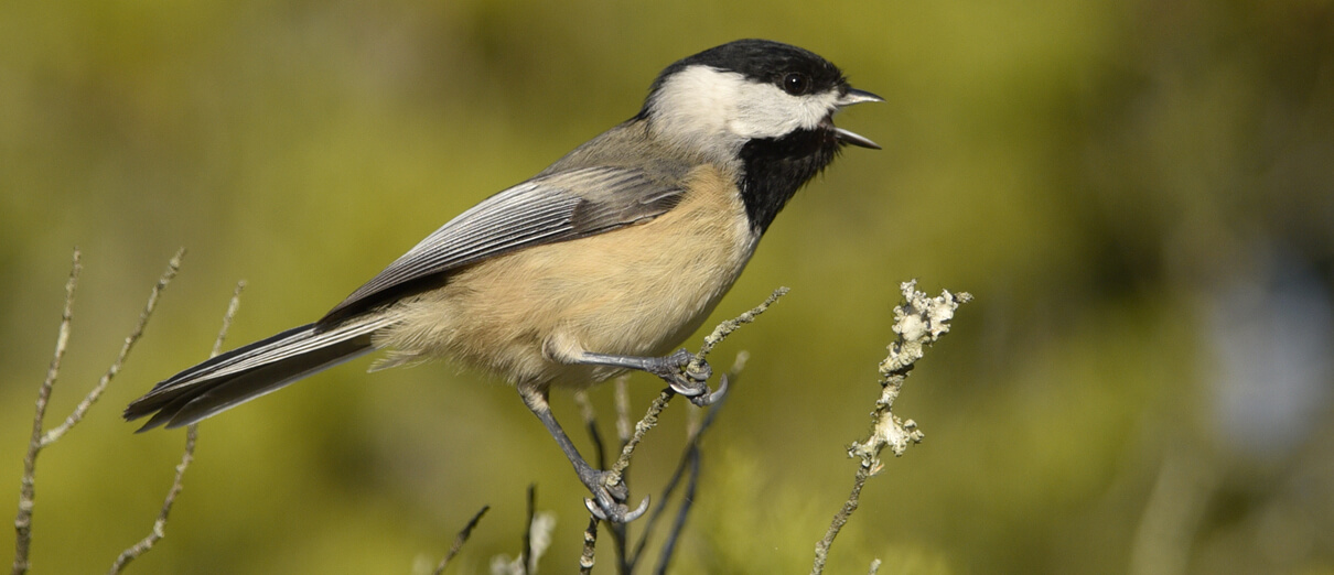 Carolina Chickadee by Daniel Irons, Macaulay Library at the Cornell Lab of Ornithology