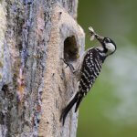 Red-cockaded Woodpecker by USFWS