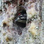 Red-cockaded in nest hole by Hal and Kirsten Snyder, Macaulay Library at the Cornell Lab of Ornithology