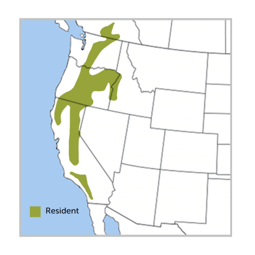 White-headed Woodpecker range map by ABC