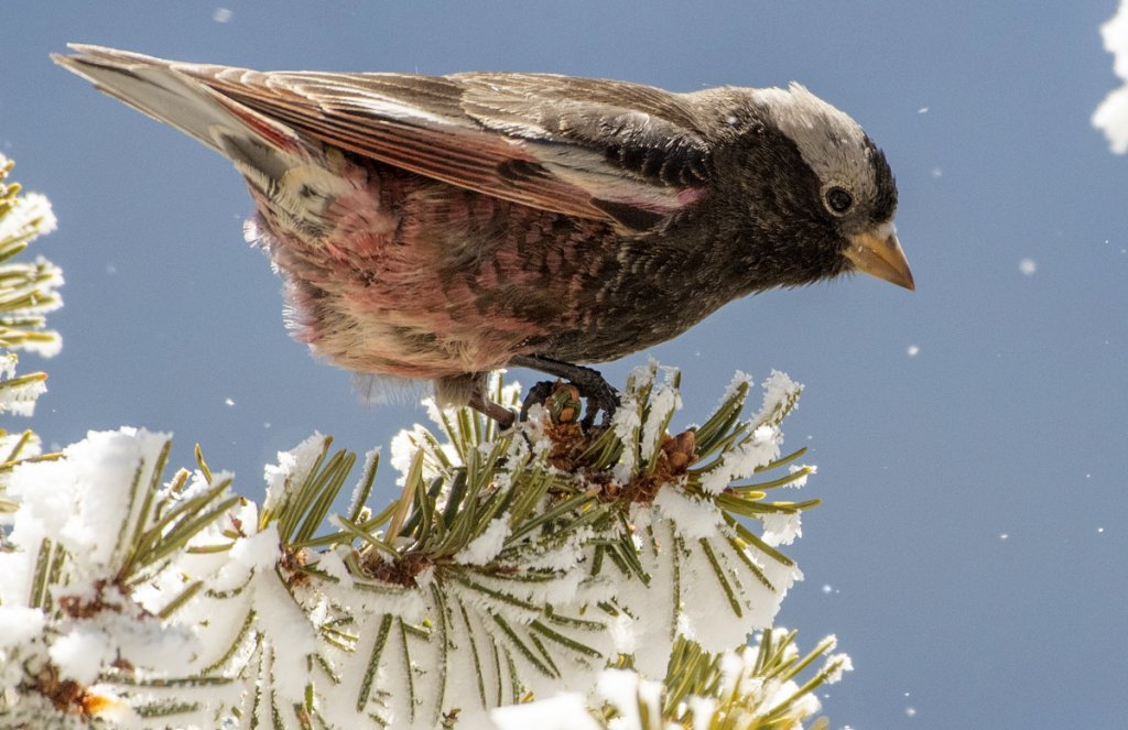 Black Rosy-Finch by Bryan Calk, Macaulay Library at the Cornell Lab of Ornithology