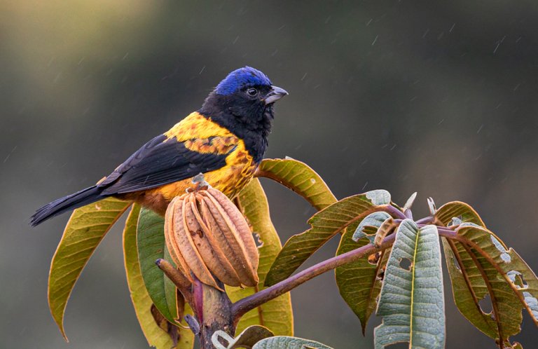 Golden-backed Mountain-Tanager by Miguel Lezame, Tanager Tours, Macaulay Library at the Cornell Lab of Ornithology