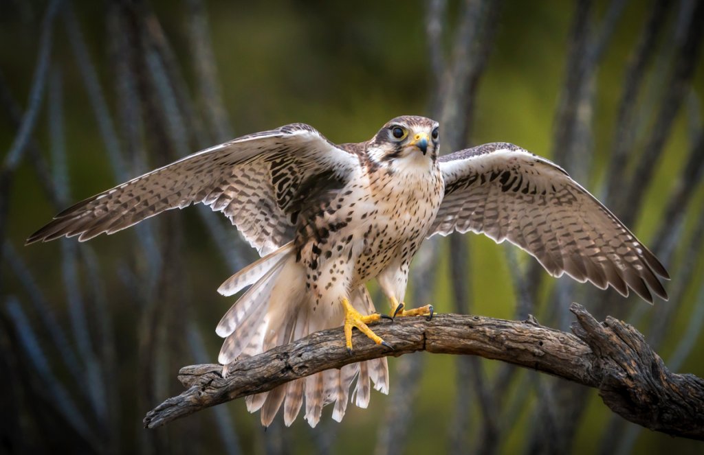 Prairie Falcon by Jay Pierstorff, Shutterstock