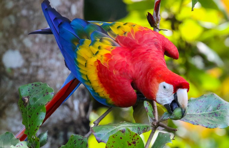 Scarlet Macaw by Blair Dudeck, Macaulay Library at the Cornell Lab of Ornithology