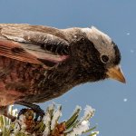 Black Rosy-Finch by Bryan Calk, Macaulay Library at the Cornell Lab of Ornithology