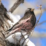 Black Rosy-Finch by Susan Hovde, Macaulay Library at the Cornell Lab of Ornithology