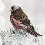 Black Rosy-Finch by Tom Kennedy, Macaulay Library at the Cornell Lab of Ornithology