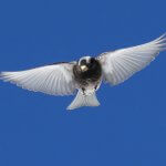 Black Rosy-Finch in flight by Ted Keyel, Macaulay Library at the Cornell Lab of Ornithology