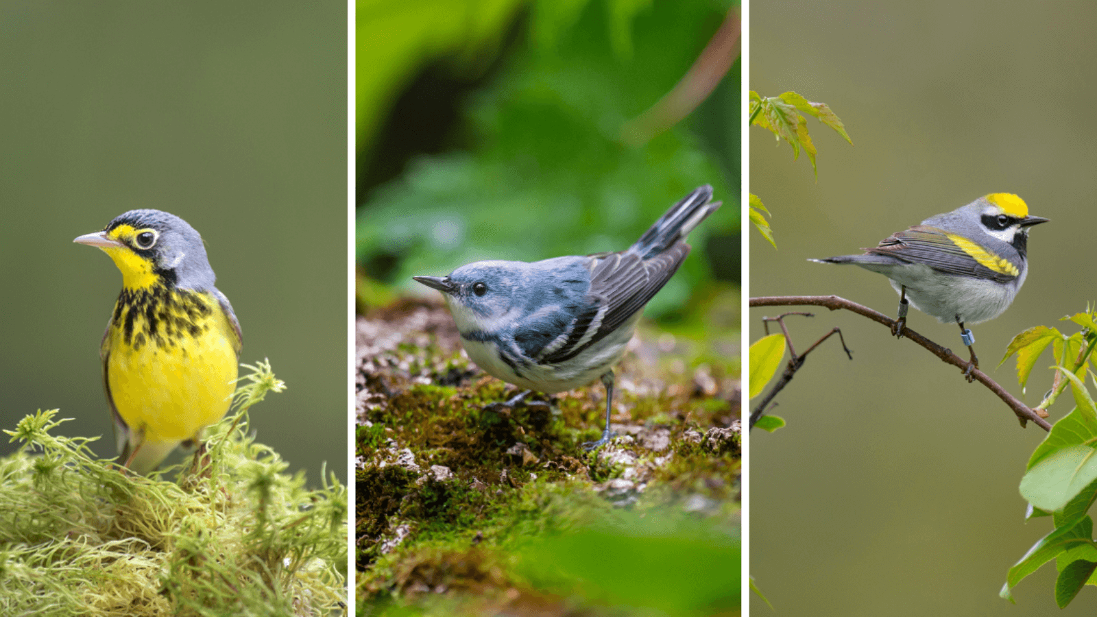 Coffee, Birds, and Forests in the Colombian Andes - American Bird ...