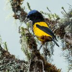 Golden-backed Mountain-tanager feeding by Nick Athanas