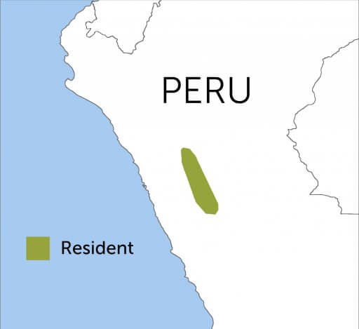 Golden-backed Mountain-tanager range map by Cornell Lab of Ornithology