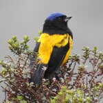 Golden-backed Mountain-tanager by Fernando Angulo, CORBIDI, Macaulay Library at the Cornell Lab of Ornithology