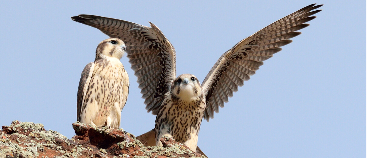 Prairie Falcon pair. Photo by Ryan Claar, Macaulay Library at the Cornell Lab of Ornithology.